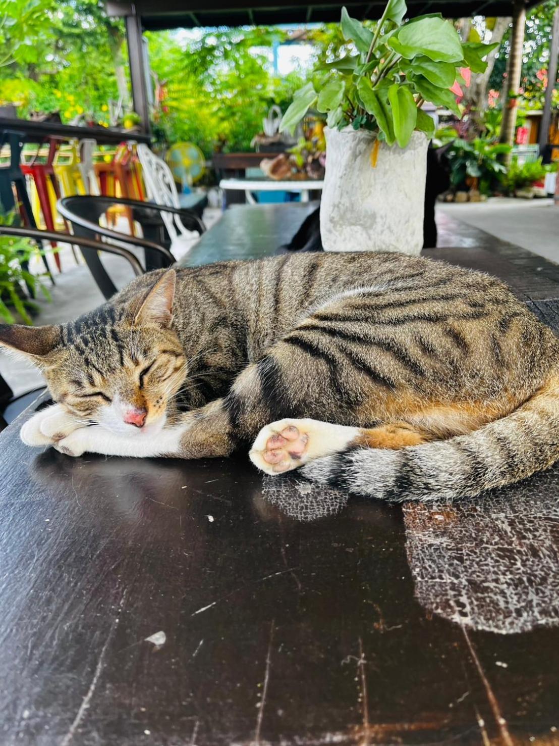 Cat Sky Country Homestay Саньсин Экстерьер фото
