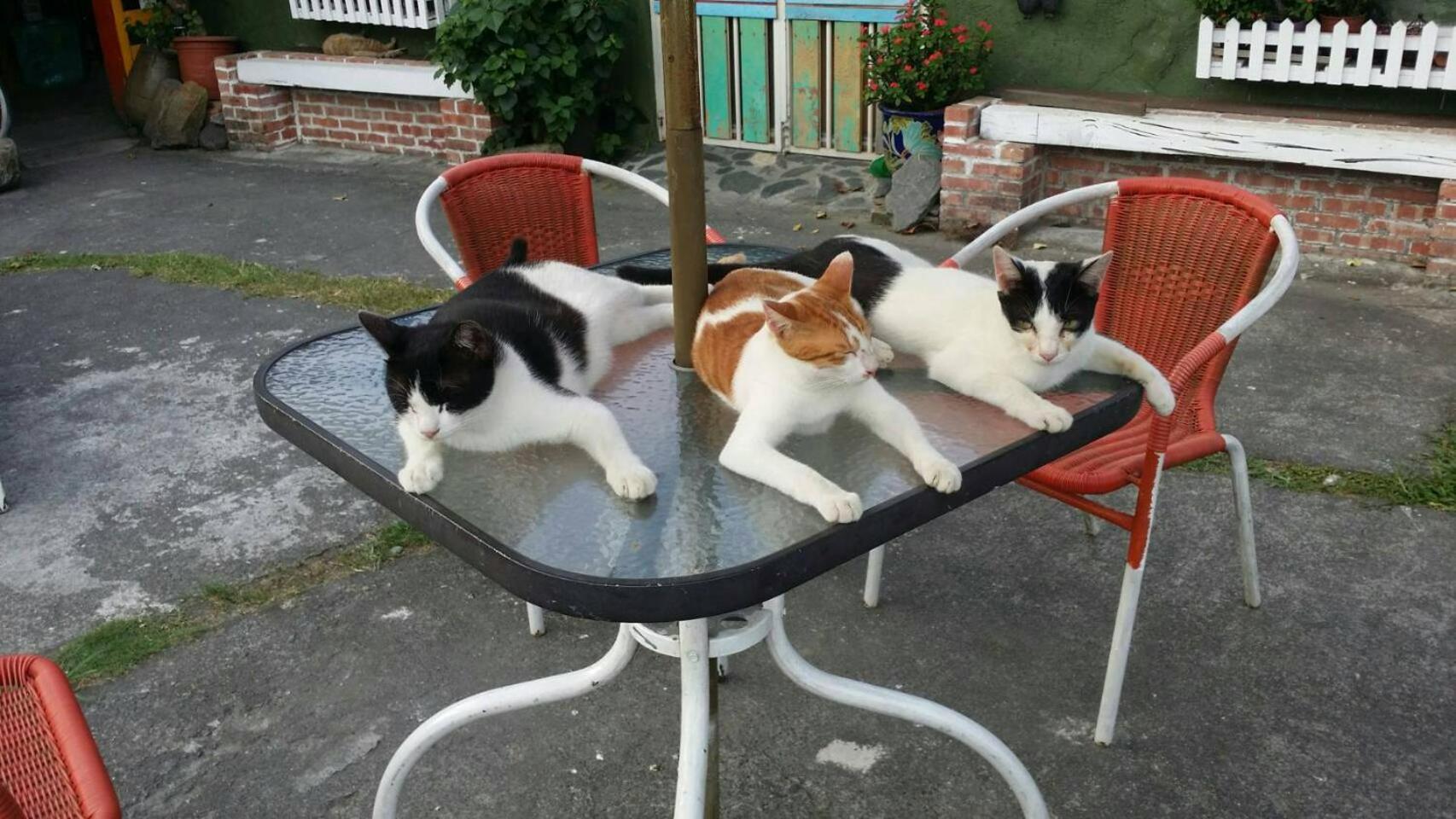 Cat Sky Country Homestay Саньсин Экстерьер фото